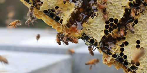 National Honey Month: The Magic of Honeybees and Mānuka Trees