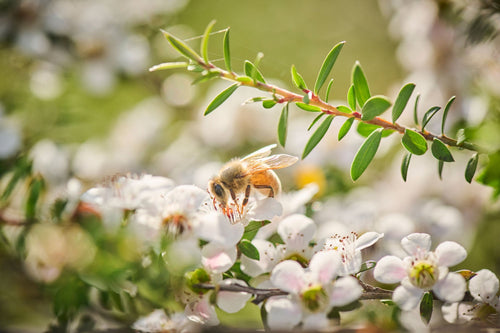 Celebrating World Bee Day