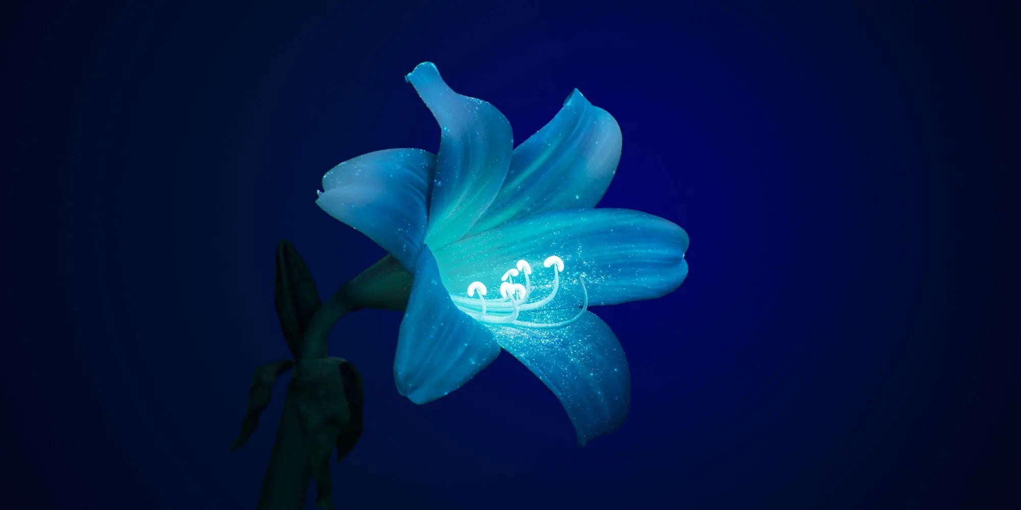 Propolis: Nature’s Powerhouse for Immunity