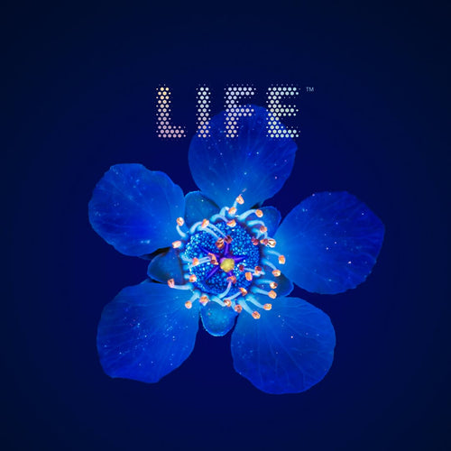 Manuka flower on a blue background with LIFE logo.